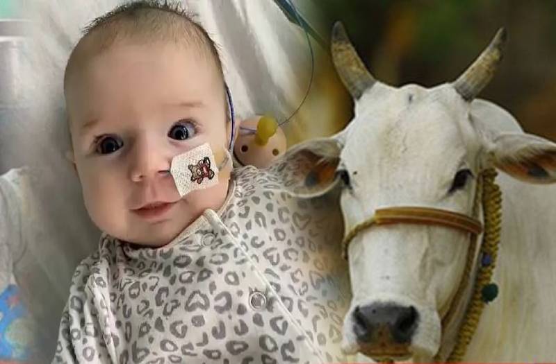 Trending News: 13 हफ्ते की नन्ही बच्ची के लिए फरिश्ता बनी एक गाय, बचाई जिंदगी