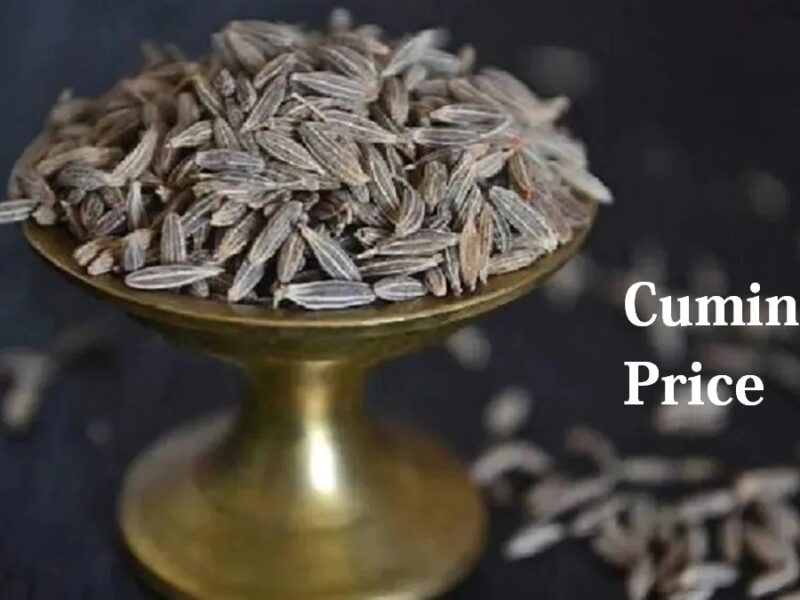 Cumin Price: फसल कम होने की वजह से जीरे की कीमत में आ सकती है जबरदस्त उछाल