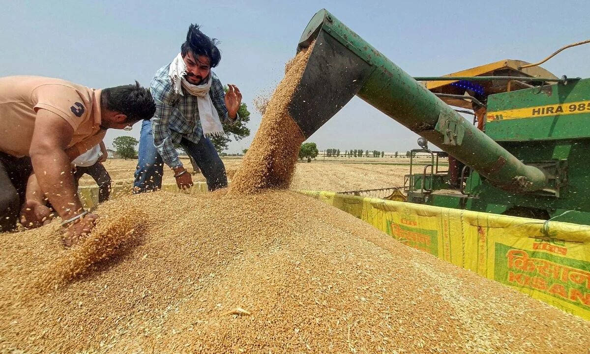 गेहूं खरीद